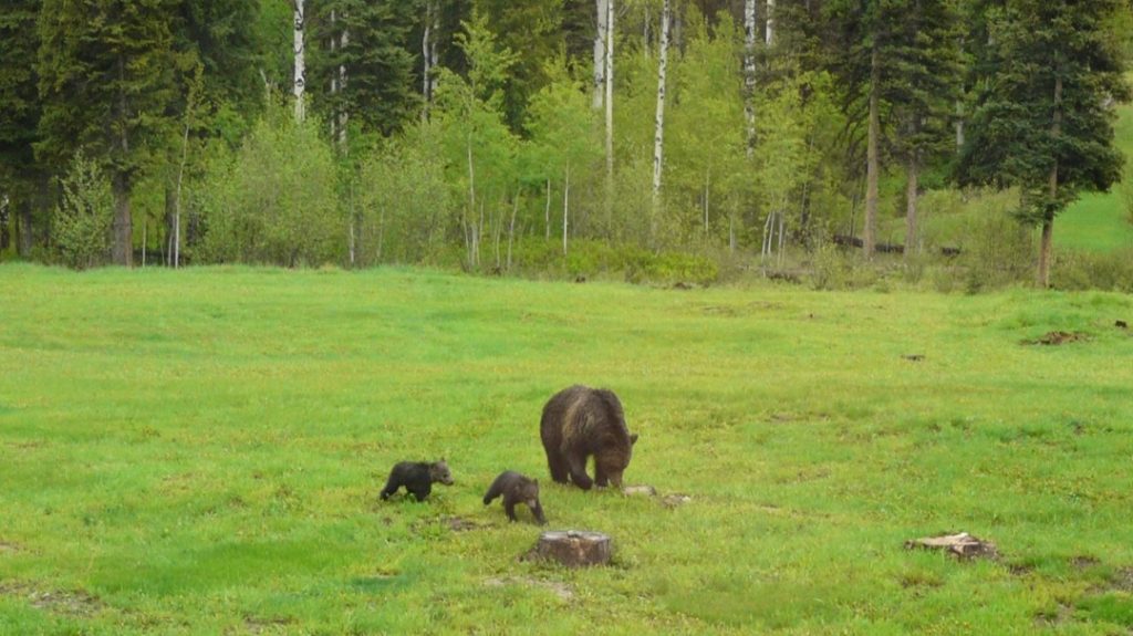 grizzly bear and cubs