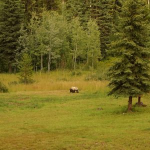 Grizzly Bear at a distance