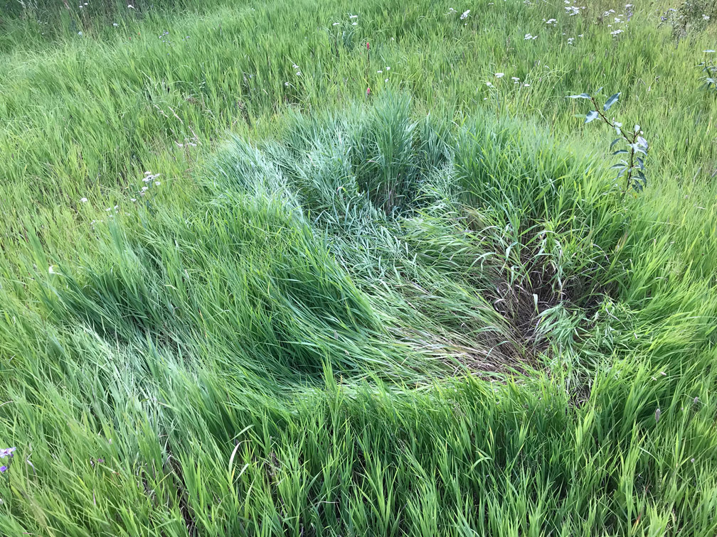 Bear bed in grass