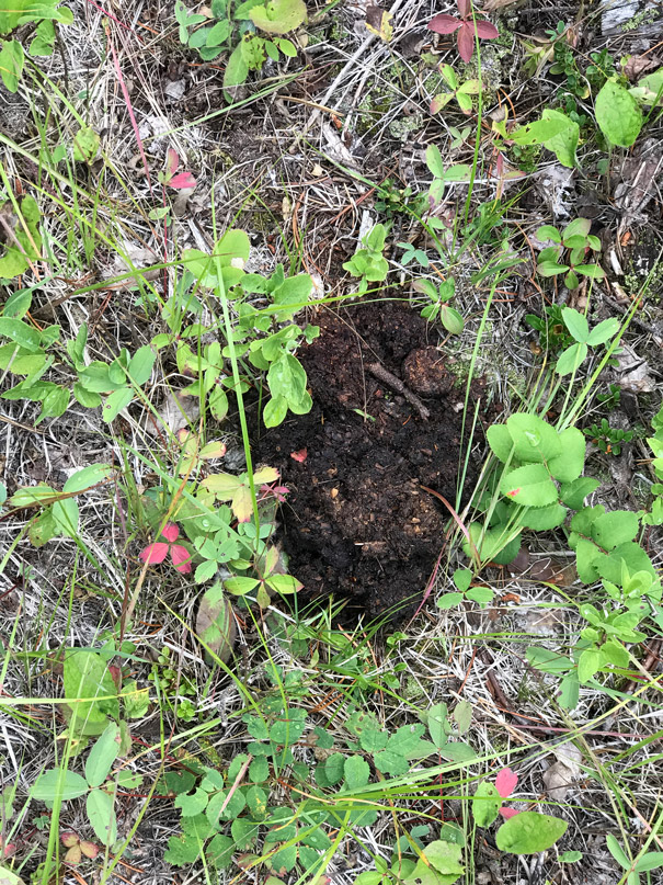 grizzly bear scat